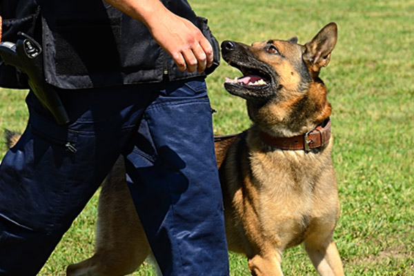 Basic Dog Handlers Course