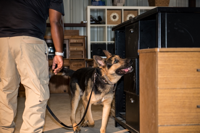 Narcotic Detection Dogs